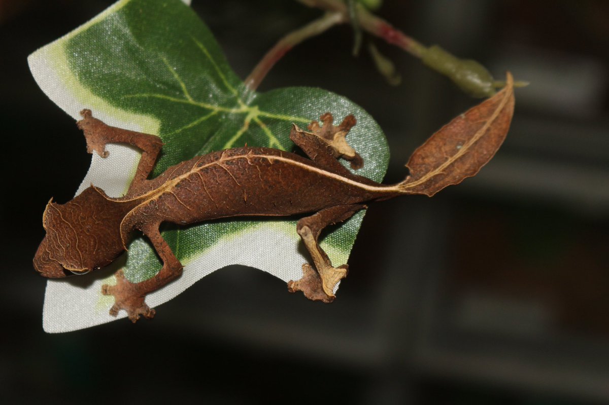 エキゾチックサプライ على تويتر エダハヘラオヤモリ エべノーヘラオヤモリ 落ち葉に擬態している マダガスカルの超人気ヤモリ マダガスカルwc トゲヘラオヤモリ Eucb