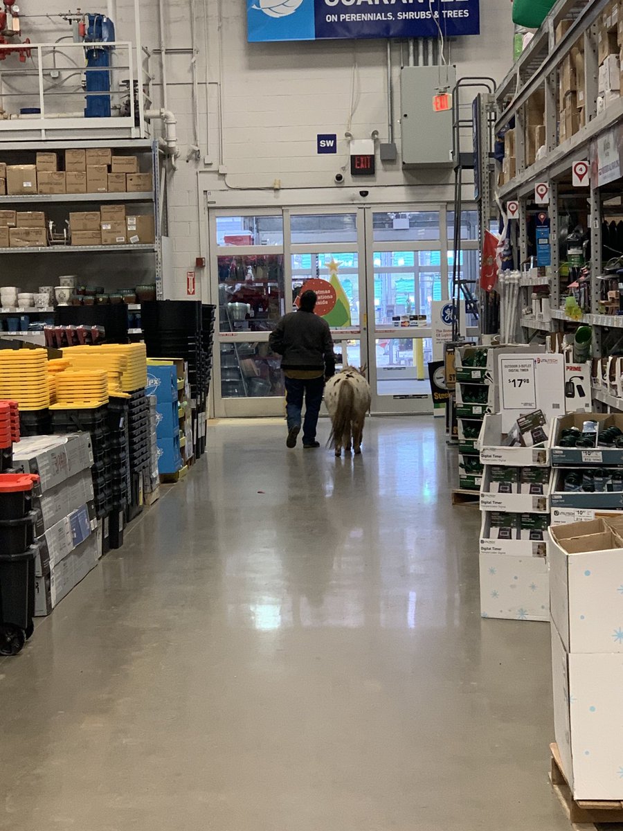 Weischedel54's tweet photo. ⁦@FSBigBob⁩ ⁦@fsmikey⁩  the beaver county mini 🐴 at Lowe’s https://t.co/xHa00UhfiI