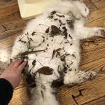 猫のチロ之介ちゃん、いっぱい遊んできたんだね!でも、こりゃあ大変だ!.