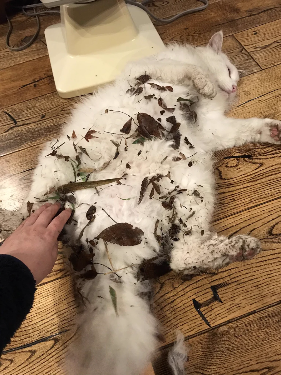 猫のチロ之介ちゃん、いっぱい遊んできたんだね！でも、こりゃあ大変だwww.