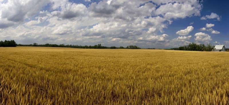 WildcatTish's tweet photo. HAPPY BIRTHDAY KANSAS! ❤️🌻 #159years https://t.co/ACwf8MTwIR