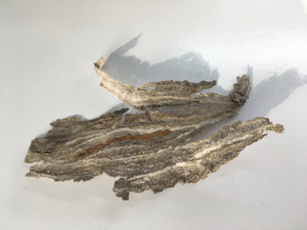 Eleanormorgan_'s tweet photo. Today’s #AnimalMaker is the Median wasp, who build large paper nests from strips of tree bark. The stripes of colours on the nest show the different trees the wasps have chewed. This is a fragment of a destroyed nest https://t.co/mkCYmAqC97