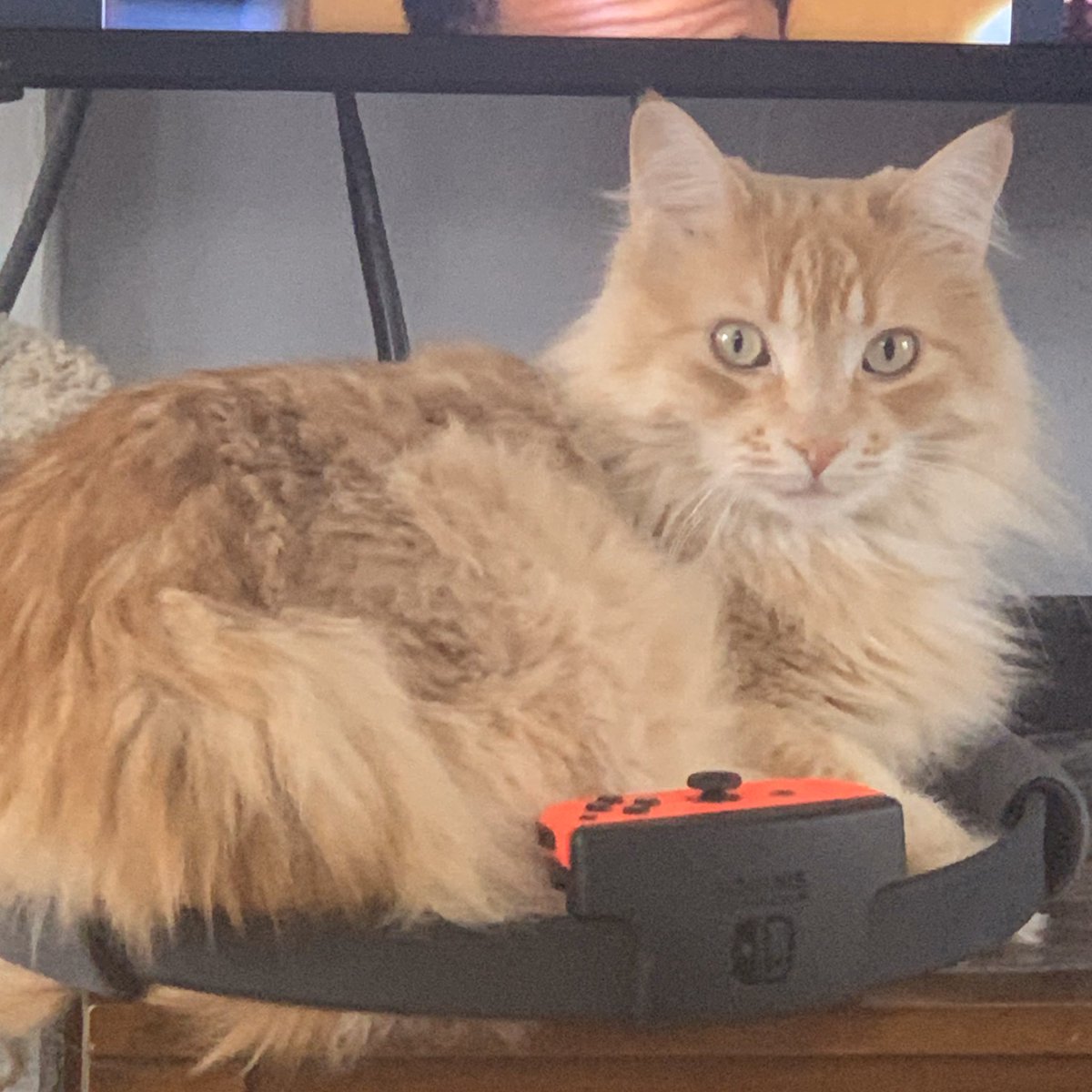 Saskbob's tweet image. Waiting on this #ringfit shizzle to finally start workin'