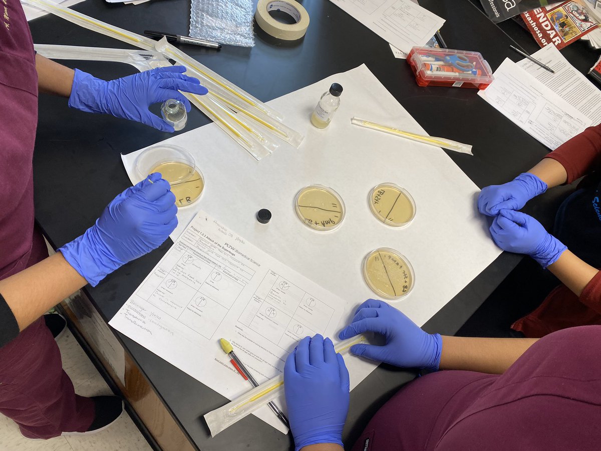 AOHS Juniors working on agar plating of two strains of bacteria to demonstrate antibiotic resistance