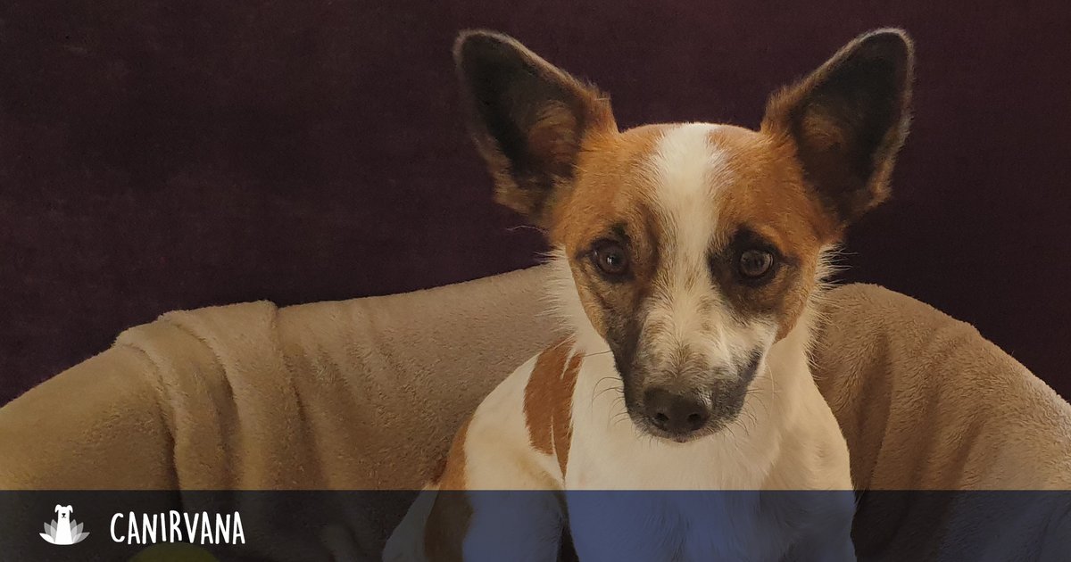 _canirvana's tweet photo. 📘 Consultation Belle - 🤓🐶😍

Belle, bientôt 2 ans, est croisée Jack Russell. Joueuse et affectueuse, elle peine à se remettre d'un coup de sabot d'il y a 7 mois. 
#chien #jackrussell #dog #educationcanine #canin #comportementaliste #animaux #animal #francheComte #Doubs https://t.co/dHr34kPbLR