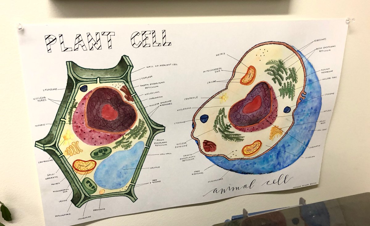 markowenmartin's tweet photo. Showing off some wonderful #CreativeExtraCredit projects by prior first year Biology students here at @univpugetsound What will my #Bio111A students make this year?? #StudentCreativity @ASMicrobiology https://t.co/90FQ6TlJUC