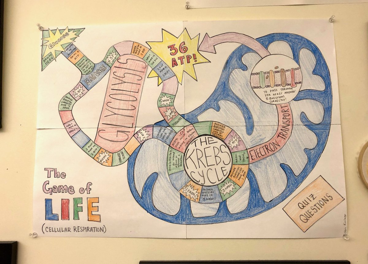 markowenmartin's tweet photo. Showing off some wonderful #CreativeExtraCredit projects by prior first year Biology students here at @univpugetsound What will my #Bio111A students make this year?? #StudentCreativity @ASMicrobiology https://t.co/90FQ6TlJUC