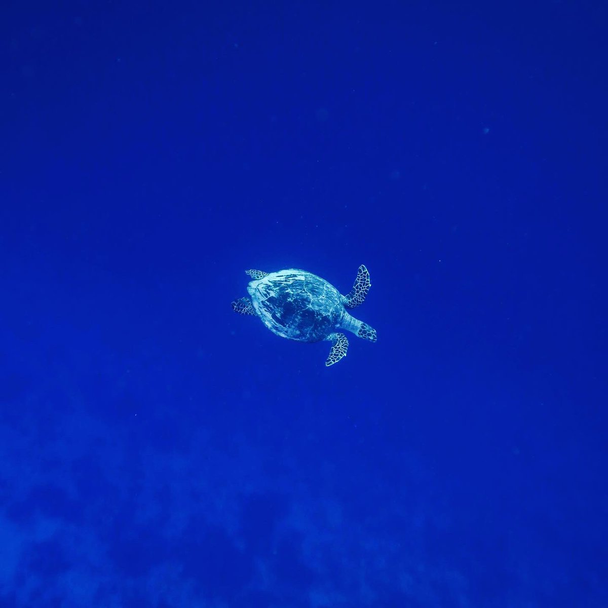 bhavikvasa's tweet photo. ‘Flying Underwater’ ... #turtle 🐢I have been fascinated by the #Balance #calm &amp; #grace of this nature’s creation ... #betheturtle in #life &amp; #work .. #Slow n #Steady wins !!! #spirituality ....
#diving #maldives with @karunspeak https://t.co/2WBOBsMvZc