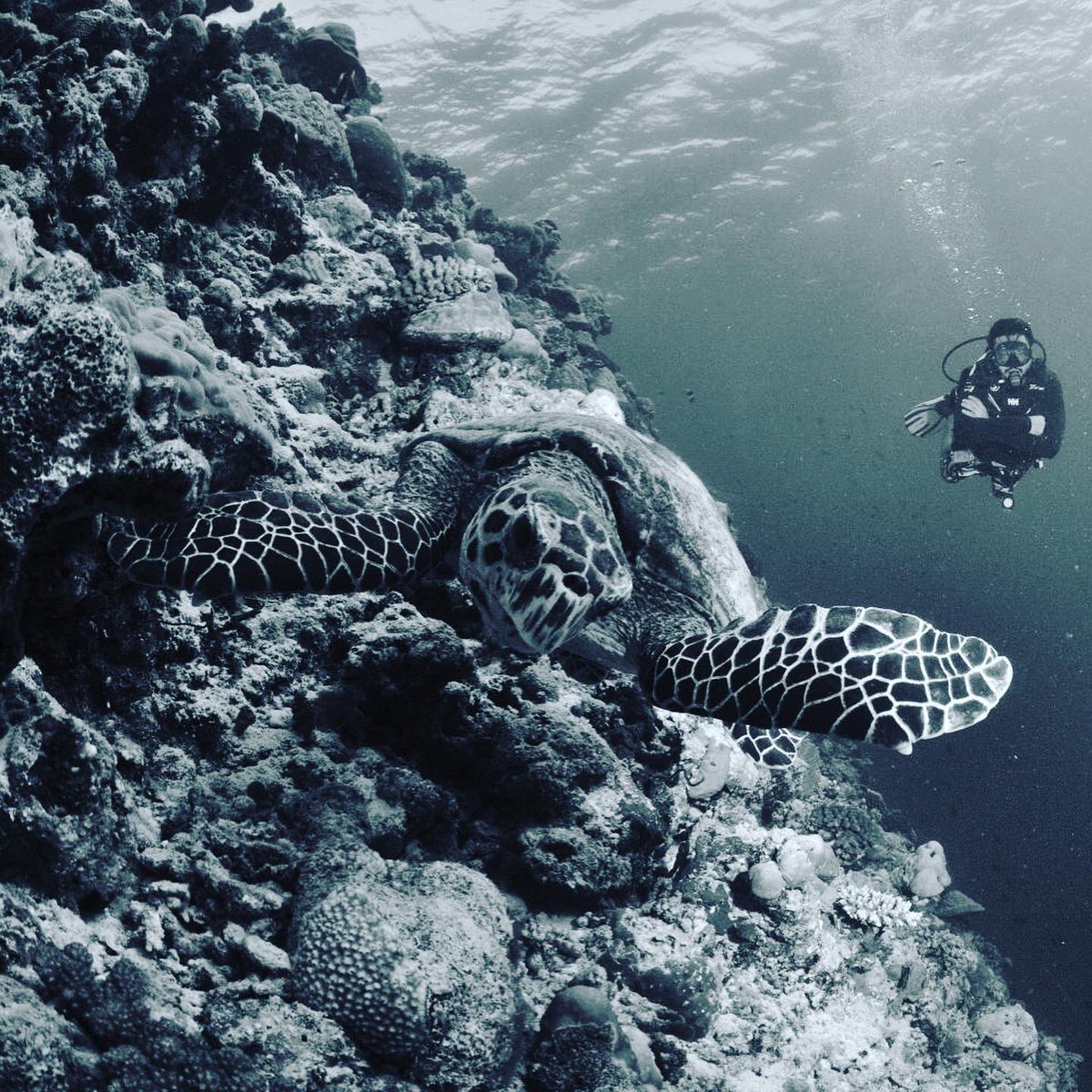 bhavikvasa's tweet photo. ‘Flying Underwater’ ... #turtle 🐢I have been fascinated by the #Balance #calm &amp; #grace of this nature’s creation ... #betheturtle in #life &amp; #work .. #Slow n #Steady wins !!! #spirituality ....
#diving #maldives with @karunspeak https://t.co/2WBOBsMvZc