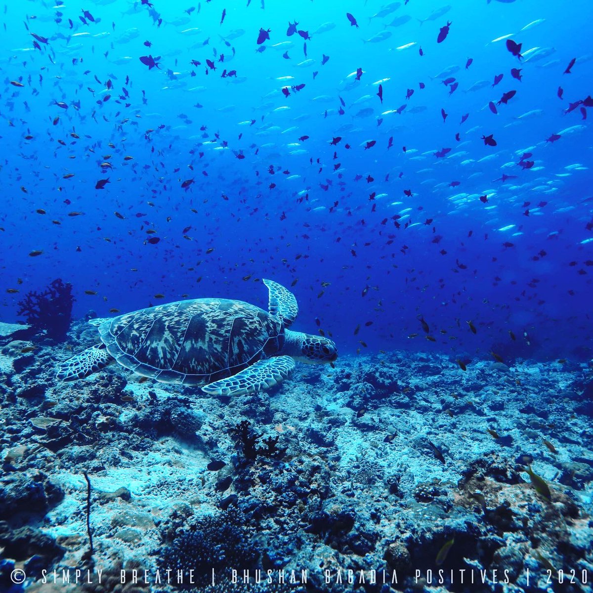 bhavikvasa's tweet photo. ‘Flying Underwater’ ... #turtle 🐢I have been fascinated by the #Balance #calm &amp; #grace of this nature’s creation ... #betheturtle in #life &amp; #work .. #Slow n #Steady wins !!! #spirituality ....
#diving #maldives with @karunspeak https://t.co/2WBOBsMvZc