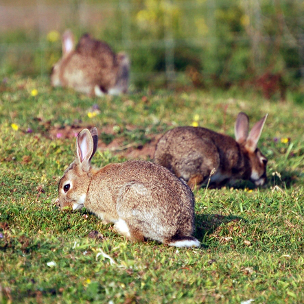 BBCFreeThinking's tweet photo. Why did people believe a woman gave birth to rabbits?

On air tonight 📻 @annemcelvoy speaks to @KHarveyHistory

@OUPHistory #marytoft 

https://t.co/KNM96Upc6d https://t.co/xQGV98NsTx