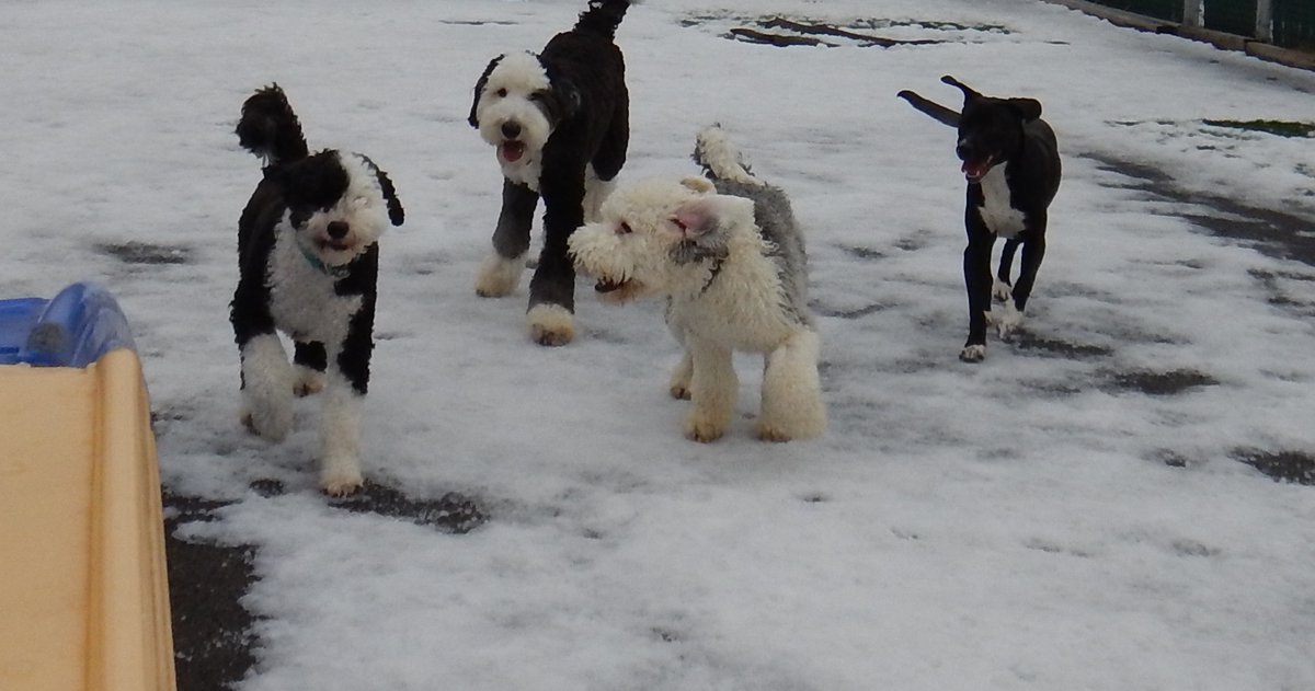 TailGateForDogs's tweet photo. Our Tail Gaters can't get enough playtime with their friends whether it's chase, tag, or racing each other. Such amazing memories are made when they are with their best friends! #tailgatefordogs #daycarefun #Luna #PWD #Winston #doodle #ella #Rue #labmix #bestfriends #memories https://t.co/RttcAVkUdB
