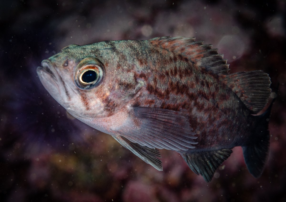 A young blue rockfish