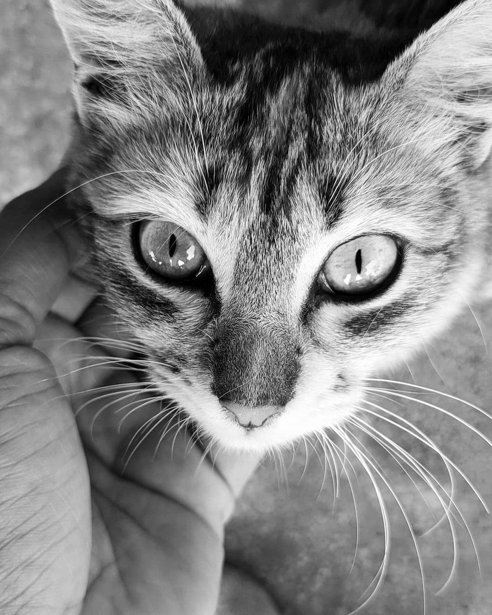 Debasis50291111's tweet photo. Eeeeeeyyyyyssss.......
#cateyes #cat #bnk #afternoon https://t.co/xB0CS4PUGw