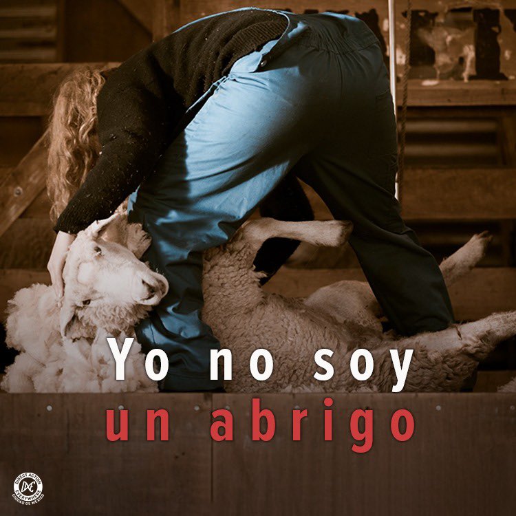 DxECDMX's tweet photo. ¡Hasta que cada animal sea libre! #dxecdmx #laleyderosemexico https://t.co/7GV3MdpsKA