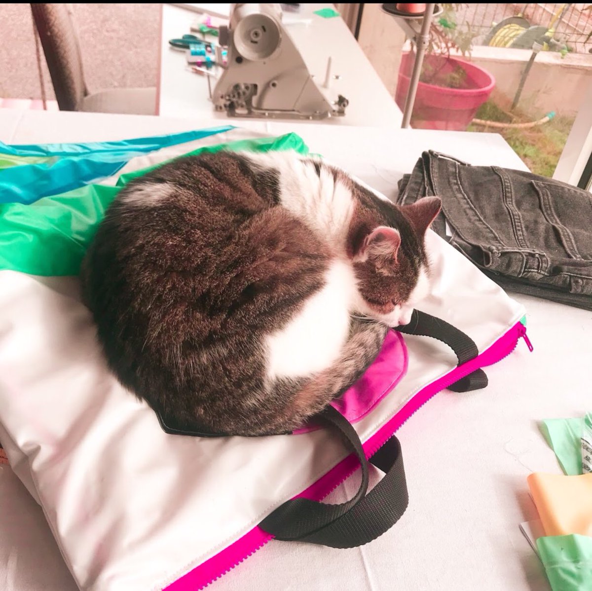 rainbowrevivalx's tweet photo. Our bags have a 100% positive cat rating and 10/10 would recommend them, we think that’s incentive enough😉🌈 #therainbowrevival #nowasteonourwatch #ecofriendly #handmade #recycle #sustainablefashion #climatechange #reuse #greenfashion #frenchriviera #upcycle #semainegreen https://t.co/gtqPo3ETO3