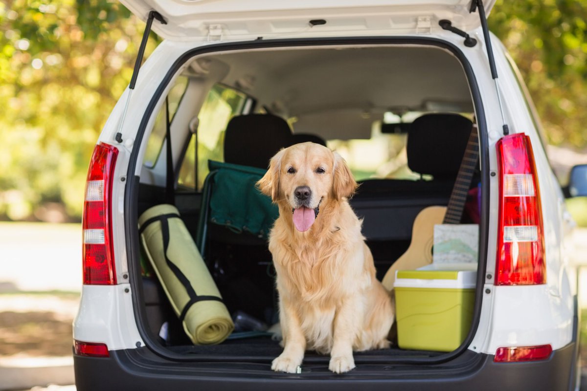 KingsBurlingtn's tweet image. How to Transport a Dog in a Car: 8 Must-Follow Tips ow.ly/YCyS50xRnfZ #movingwithdogs #movingwithpets #movers #BurlOn