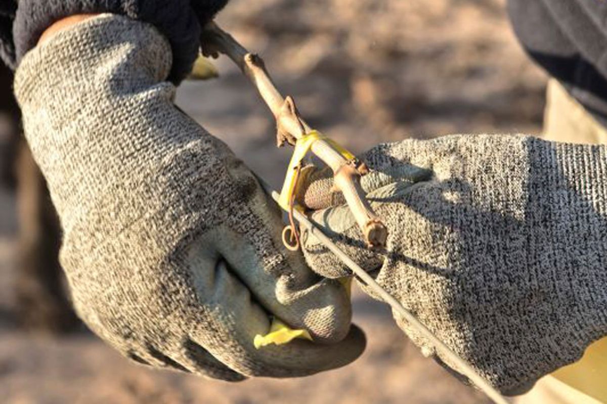 Winemaking doesn't stop for winter! During the cold months, our winemaking team is out pruning the vines, while in the cellar #PinotNoir is in barrel going through malolactic fermentation and #Chardonnay is aging on the lees, getting stirred every few weeks. #Montereywines