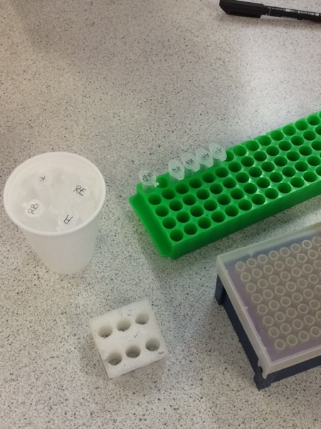 framacademic's tweet photo. Year 13 students worked on the first stage of creating a recombinant plasmid for production of the red fluorescent protein (rfp). They used restriction digestion with two enzymes (BamHI and HindIII) to create linear DNA fragments from 2 known plasmids @ABEProgOffice @STEM_UH https://t.co/ct0NoLZ1Cn