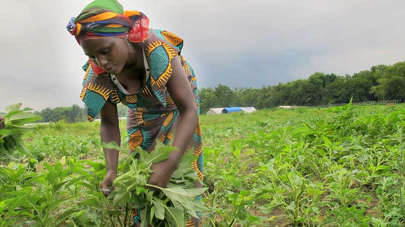 bostonlocalfood's tweet photo. World Farmers mission is to serve refugee &amp; immigrant farmers. They believe in a diverse food system that will create healthy communities.🌿

Talk to them at the @SBNMass Local Food Trade Show #lfts20 on March 4th, 2020. To become a vendor go to https://t.co/oi1sEkrh4z. https://t.co/rlQvt4jKV3