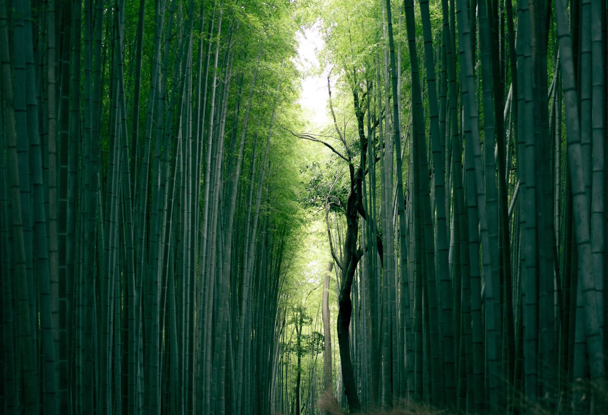 shopKOTEL's tweet photo. The world is getting greener - and so are we! Our luxurious Kotels are made from our Eco Friendly and Sustainable rayon of #Bamboo fabric. Do good for your body, mind, and the environment with Kotel 🌎 @blogTO @CP24 https://t.co/K3YDFxE4iD