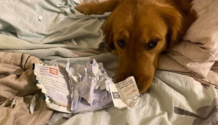 brunasantini's tweet photo. O doguinho de uma mulher comeu o passaporte dela dias antes de sua viagem. Na hora, ela ficou muito brava (óbvio).

Depois ela descobriu que a cidade para onde ela iria viajar é um epicentro do corona vírus.

E agora ela agradeceu porque seu doguinho acabou salvando sua vida! 🥺 https://t.co/MV3alDAtDl