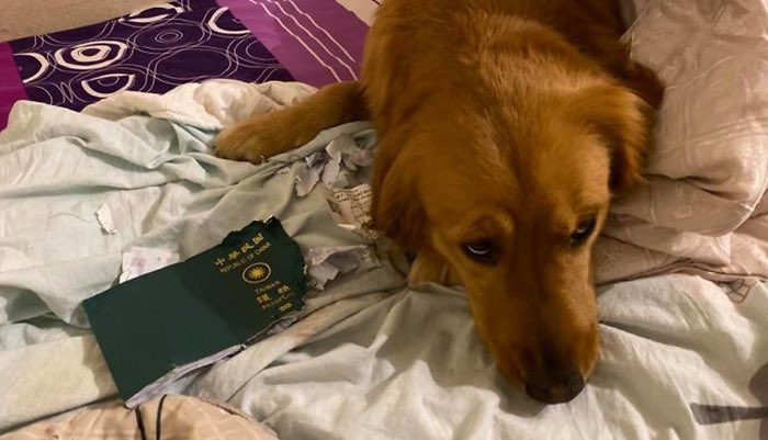 brunasantini's tweet photo. O doguinho de uma mulher comeu o passaporte dela dias antes de sua viagem. Na hora, ela ficou muito brava (óbvio).

Depois ela descobriu que a cidade para onde ela iria viajar é um epicentro do corona vírus.

E agora ela agradeceu porque seu doguinho acabou salvando sua vida! 🥺 https://t.co/MV3alDAtDl