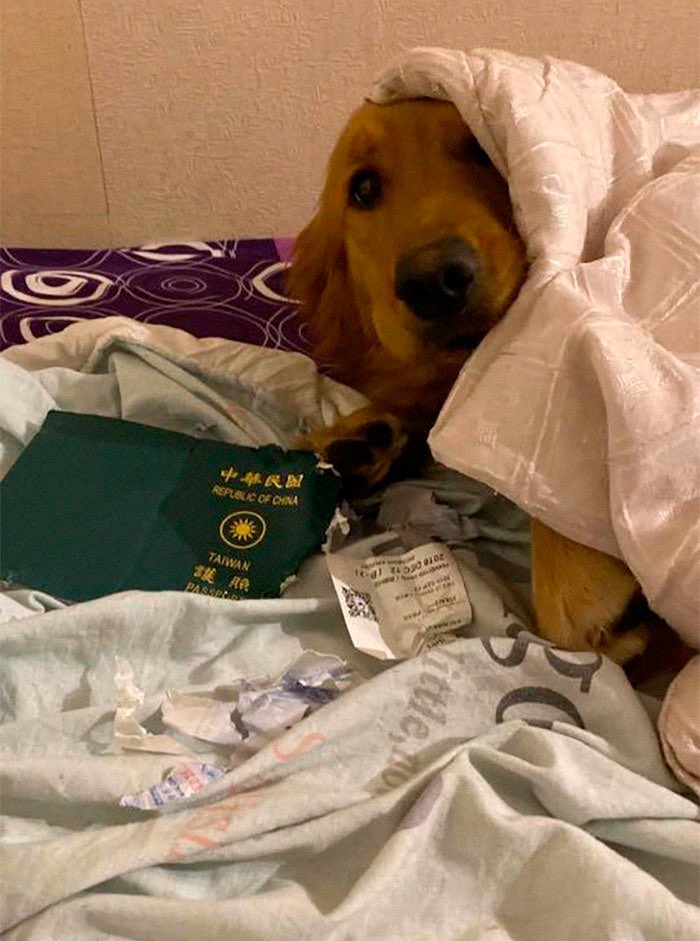 brunasantini's tweet photo. O doguinho de uma mulher comeu o passaporte dela dias antes de sua viagem. Na hora, ela ficou muito brava (óbvio).

Depois ela descobriu que a cidade para onde ela iria viajar é um epicentro do corona vírus.

E agora ela agradeceu porque seu doguinho acabou salvando sua vida! 🥺 https://t.co/MV3alDAtDl