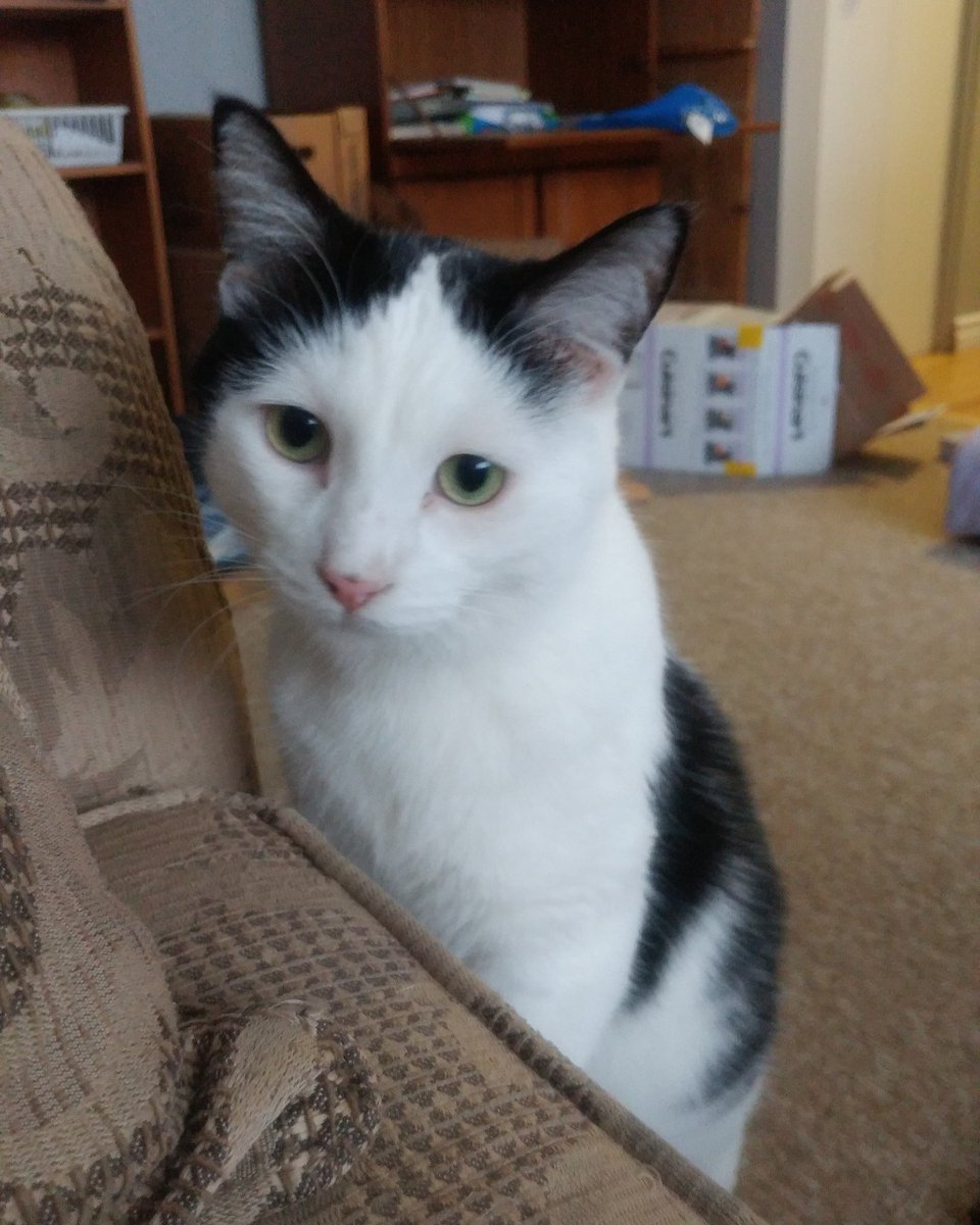BusyBeeCritSit's tweet photo. Is there room for me on the couch?

#cuddlecouch #comfycouch #ivecomeforcuddles #catsitting #catsitterlife #professionalpetsitter #blackandwhitecat #catsofguelph #catsofinsta #dailycat #guelphpet #guelphpetcare #busybeecrittersitters #guelph #guelphbusiness https://t.co/MsoMyVdYlp
