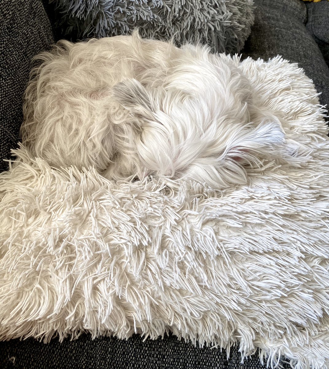 martincabble's tweet photo. Need to either change the dog or change the cushions! Maggie was about to be wearing a laptop 😳 #invisibledog https://t.co/7EQmJAZHfr