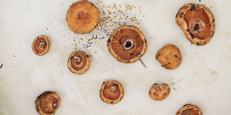 El invierno en Madrid invita a largos paseos envueltos en frío saludable y mucha luz, para luego reponer fuerzas en torno, por ejemplo, a una exquisita cazuela de setas como las servidas en Dos Cielos Madrid.

#ALifeWellLived
#DosCielosMadrid @palacioduquesgm