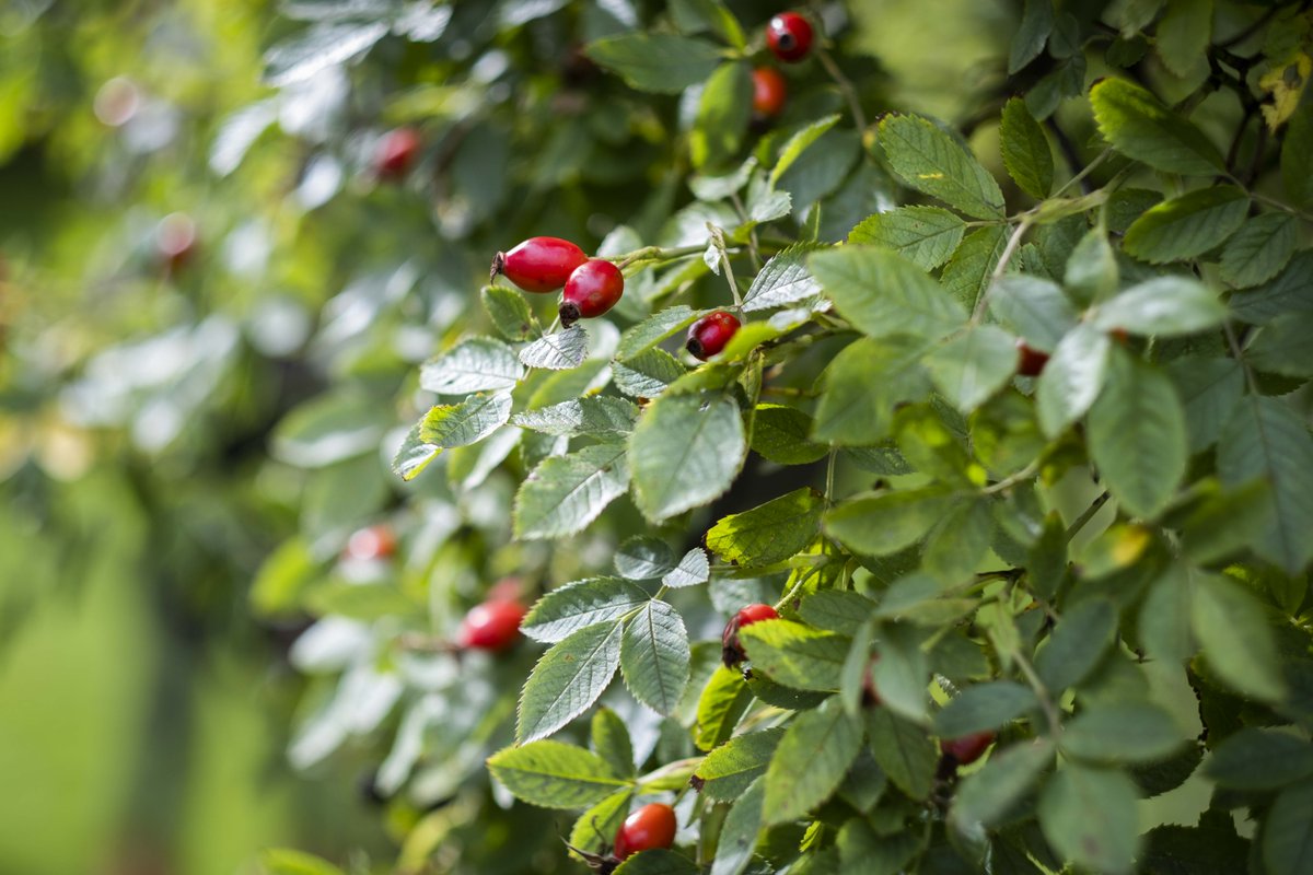 Another Foraging Fortnight is to take place in Orkney, Fife, Lanarkshire, Forth Valley and Moray, with organisers planning a new and expanded programme for 2020. Activity will include guided foraging outings, talks, workshops and cookery demonstrations. go.visit.sc/eFp