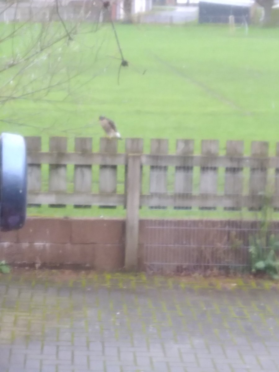 Sparrowhawk on our fence, not a brilliant photo I am afraid 😁