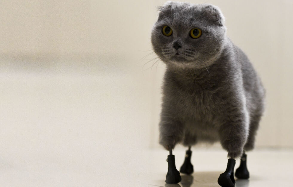 #Katze läuft mit vier Titan-Prothesen aus dem 3D-Drucker! #Nowosibirsk #Russland tag24.de/nachrichten/ka…
