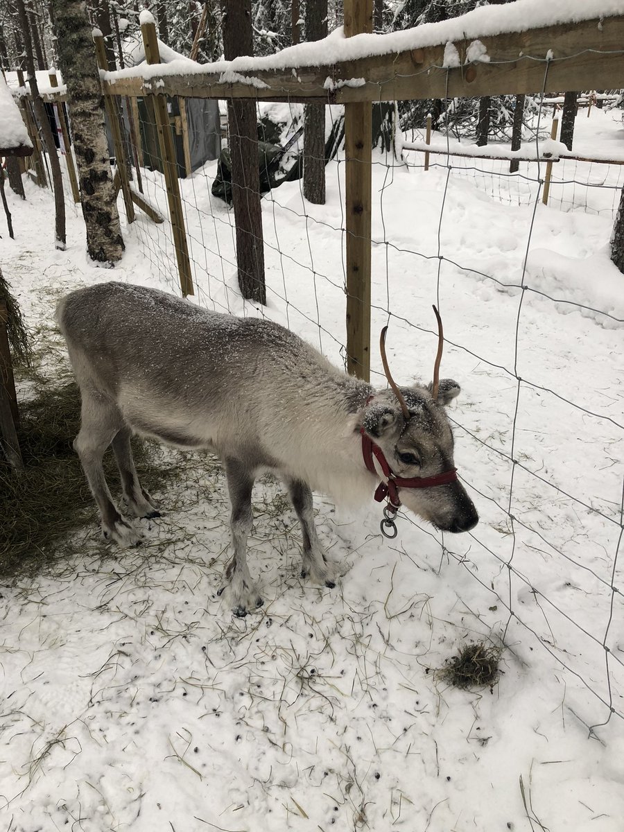 Rentiere in Rovaniemi ❤️❄️