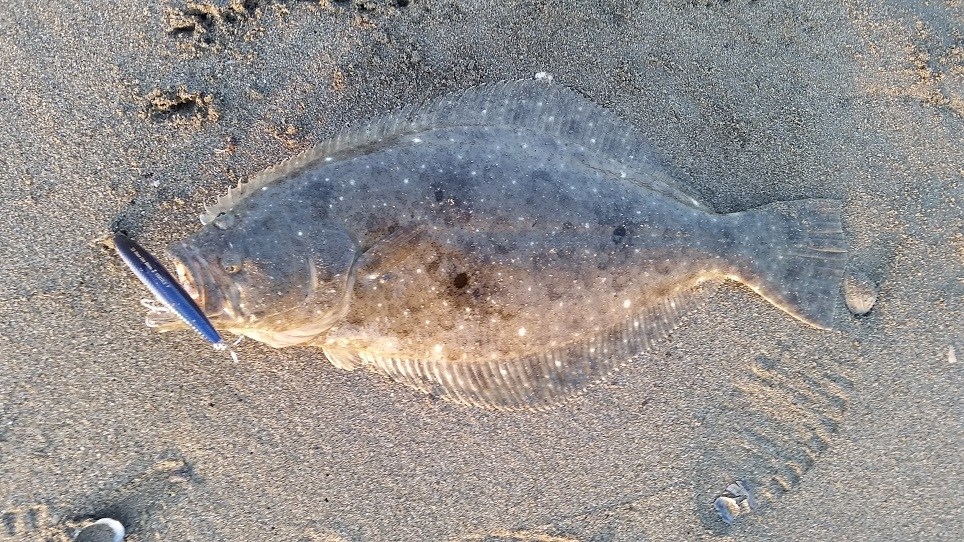 サーフからヒラメをルアーで狙う時期と基本タックル turidane.net/surffishing/su…