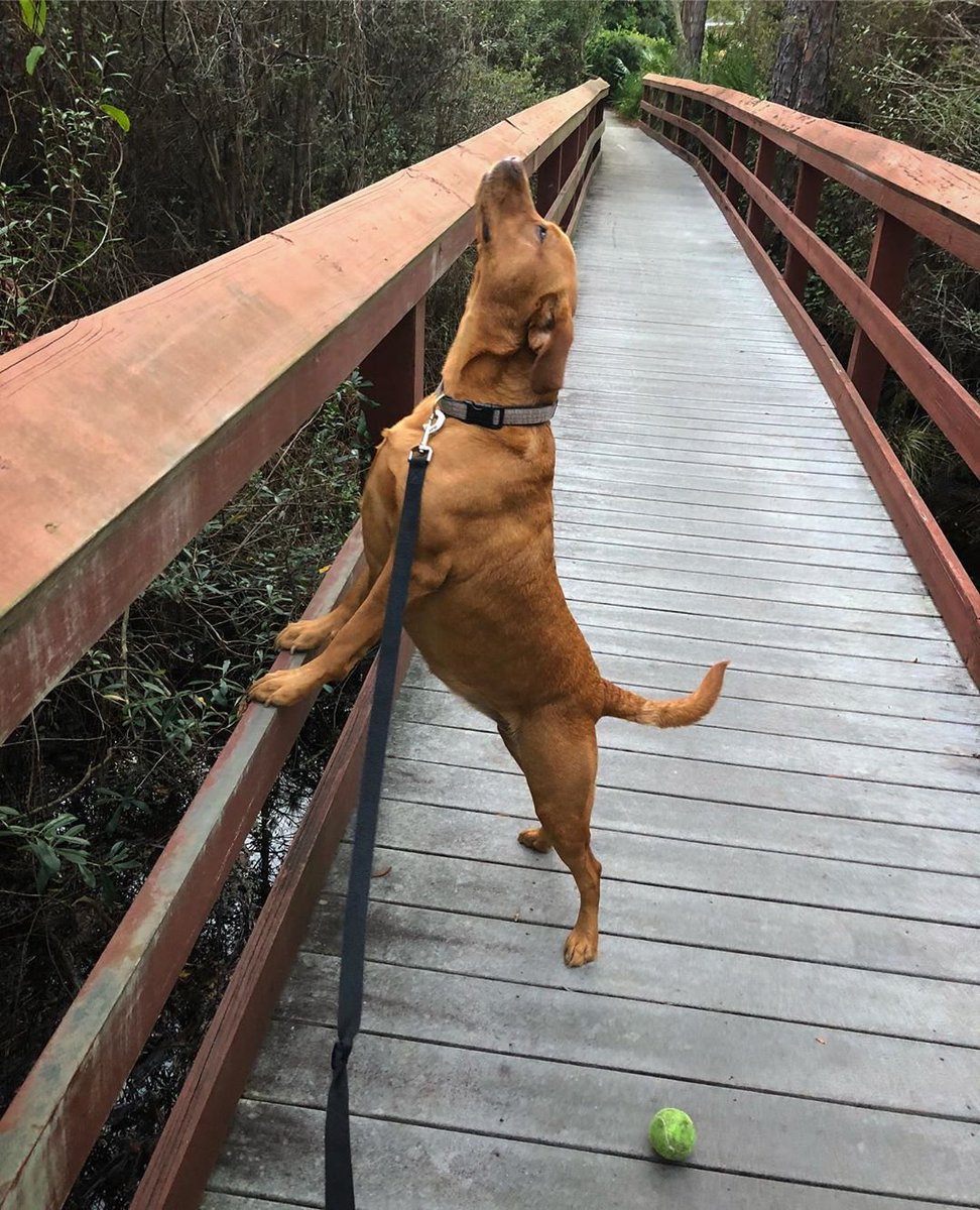 LabradorStories tweet picture