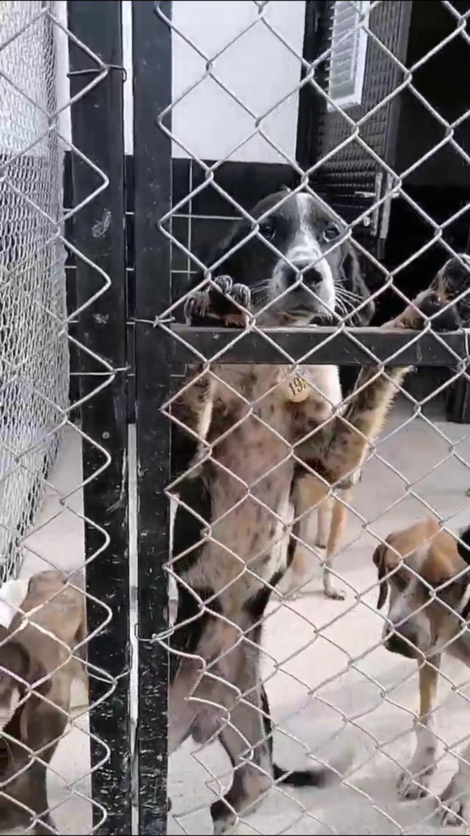thewizarddofoz's tweet photo. Ordu barınağı 
1 yaşında dişi, aşırı kötü durumda, uysal olduğu için diğer köpekler tarafından aşırı şiddete maruz kalıyormuş "yer olmadığı için" ayiramiyorlarmis. Çok çok acil arkadaşlar lütfen paylaşın https://t.co/F2Xtr6yubK