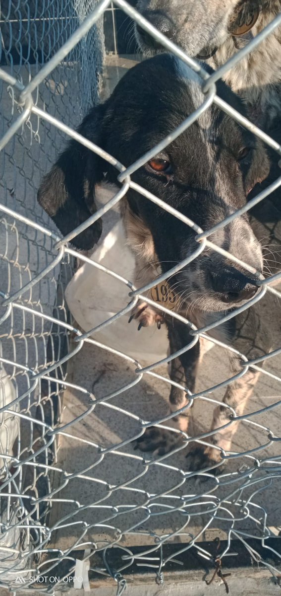 thewizarddofoz's tweet photo. Ordu barınağı 
1 yaşında dişi, aşırı kötü durumda, uysal olduğu için diğer köpekler tarafından aşırı şiddete maruz kalıyormuş "yer olmadığı için" ayiramiyorlarmis. Çok çok acil arkadaşlar lütfen paylaşın https://t.co/F2Xtr6yubK