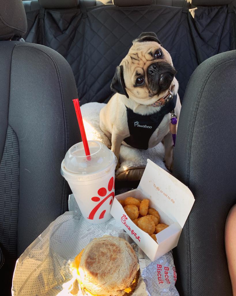 Can Dogs Eat Chick Fil A