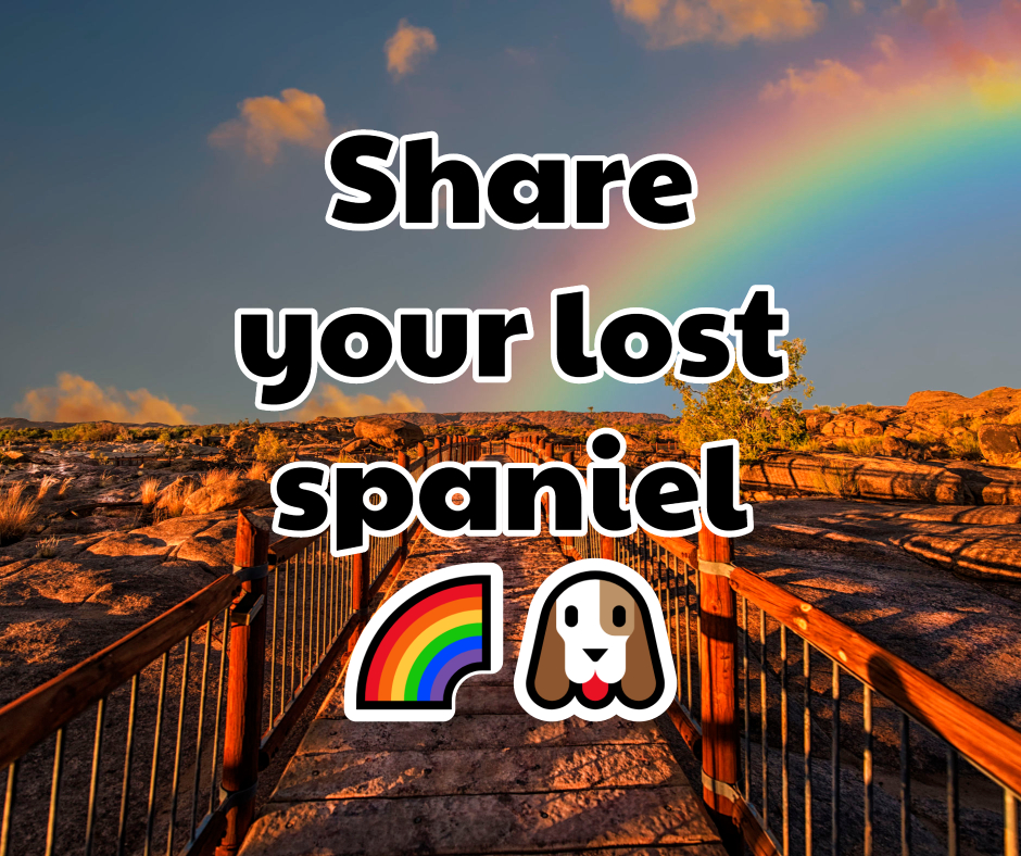 thespanielking's tweet photo. Remembering Spaniels who have crossed the rainbow bridge 😢 https://t.co/INTbVM39Zh