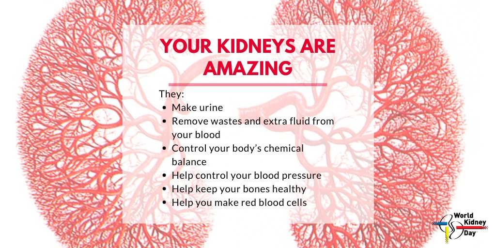 worldkidneyday's tweet photo. #Kidneys are amazing organs that do many essential tasks to keep us #Healthy. Each roughly the size of your fist, kidneys are located deep in the abdomen, beneath the rib cage.
#WorldKidneyDay #Health #AmazingKidneys #KidneyFunction https://t.co/LEMntl6T0k