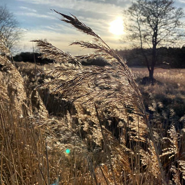 Snart kör vi igång klimatarbetet igen!
.
.
.
.
.
#eko#eco #ekologiskt #gardeninspiration #gödsel #natur #naturen #autumn #höst #växter #växtnäring #trädgård #trädgården #trädgårdsinspiration #trädgårdsdesign #trädgårdsliv #garden #gardenlife #kolonistuga #kolonilott #höstodl…