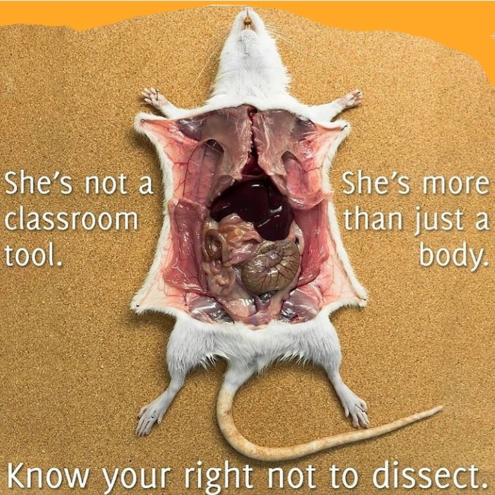CardiffARG's tweet photo. Know your rights. You can refuse to dissect.
#dissection #animalabuse #dontdissectanimals https://t.co/y4UWnUNqn5