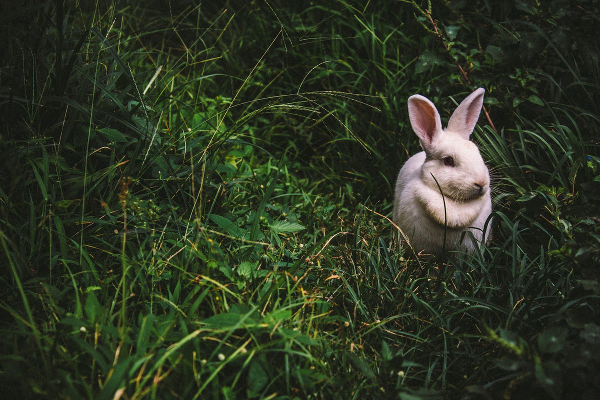 ByKatieGilstrap's tweet photo. He quietly gathers a mouthful of fruit,
then dashes away with a hop and a scoot.
And just as he's leaving, Alana awakens.
She notices some of her food has been taken.
#WIPitWed #WIPWordSearch #AmWriting #KidLit #PictureBook #STEM #OwnVoices #Anxiety #PanicAttack #AlanaOpossum https://t.co/bL7O5F0i24