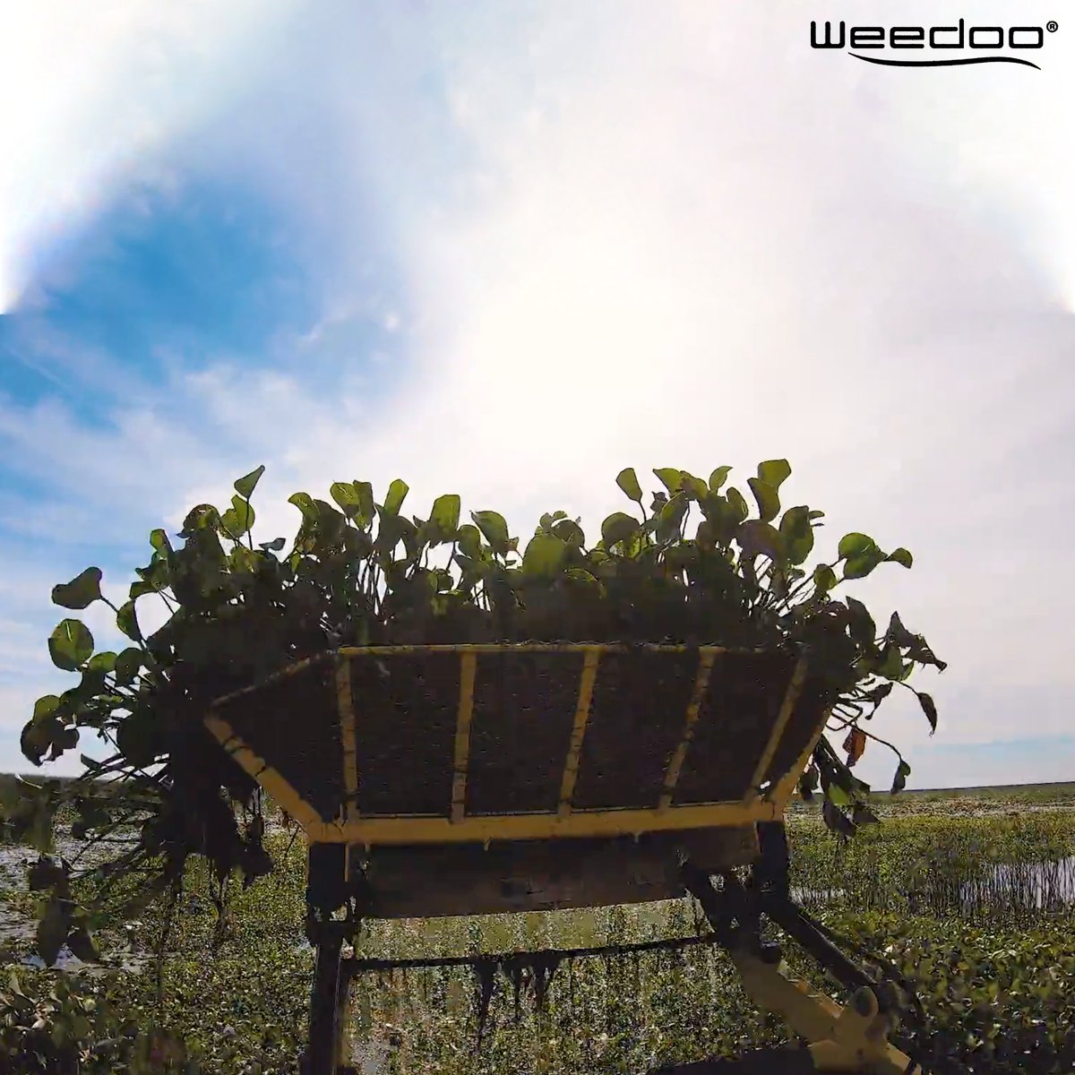 WeedooWorkboat's tweet photo. Weedoo Sun Salutation! ☀️🧘♂️
.
Nothing Cleans Waterways Better Than Weedoo
.
.
.
#NothingCleansWaterwaysBetterThanWeedoo #PondAlgaeCleanup #DredgingMachines #PondWeedRemoval #CopperStopper #WeedRemoval #SunSalutation #NaySprayer #Wednesday #WorkBoats #Hunting #Weedoo #Boat https://t.co/vz8qU2Grzp