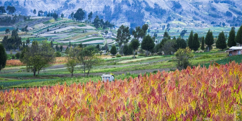 Trav_Now's tweet photo. #Quinoa lover? This is what a cultivated quinoa field looks like.
#travel #vacation #TravNow #passportready #riobamba #chimborazo #ecuador #edibleseeds #seeds #amaranth #glutenfree #healthy https://t.co/U2MmzN57c7