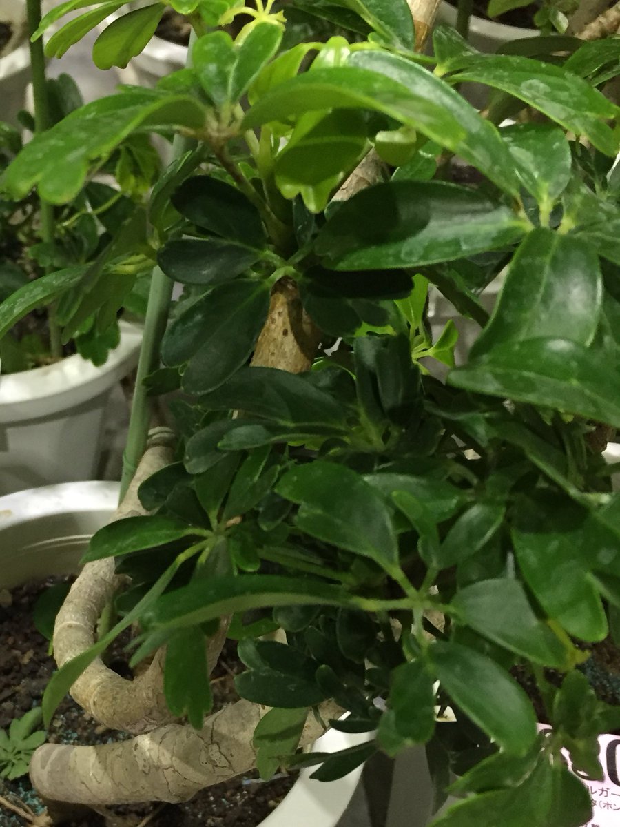 湘南 寒川の花屋 千秋園 ミニ 観葉植物の事なら 湘南 寒川 花屋千秋園 ちょっとした プレゼントに 小窓に置ける ミニ観葉植物 参加賞 お礼 ホワイトデー リボン付けれます 緑の植物で パワーもらって 元気に過ごしましょう 千秋園