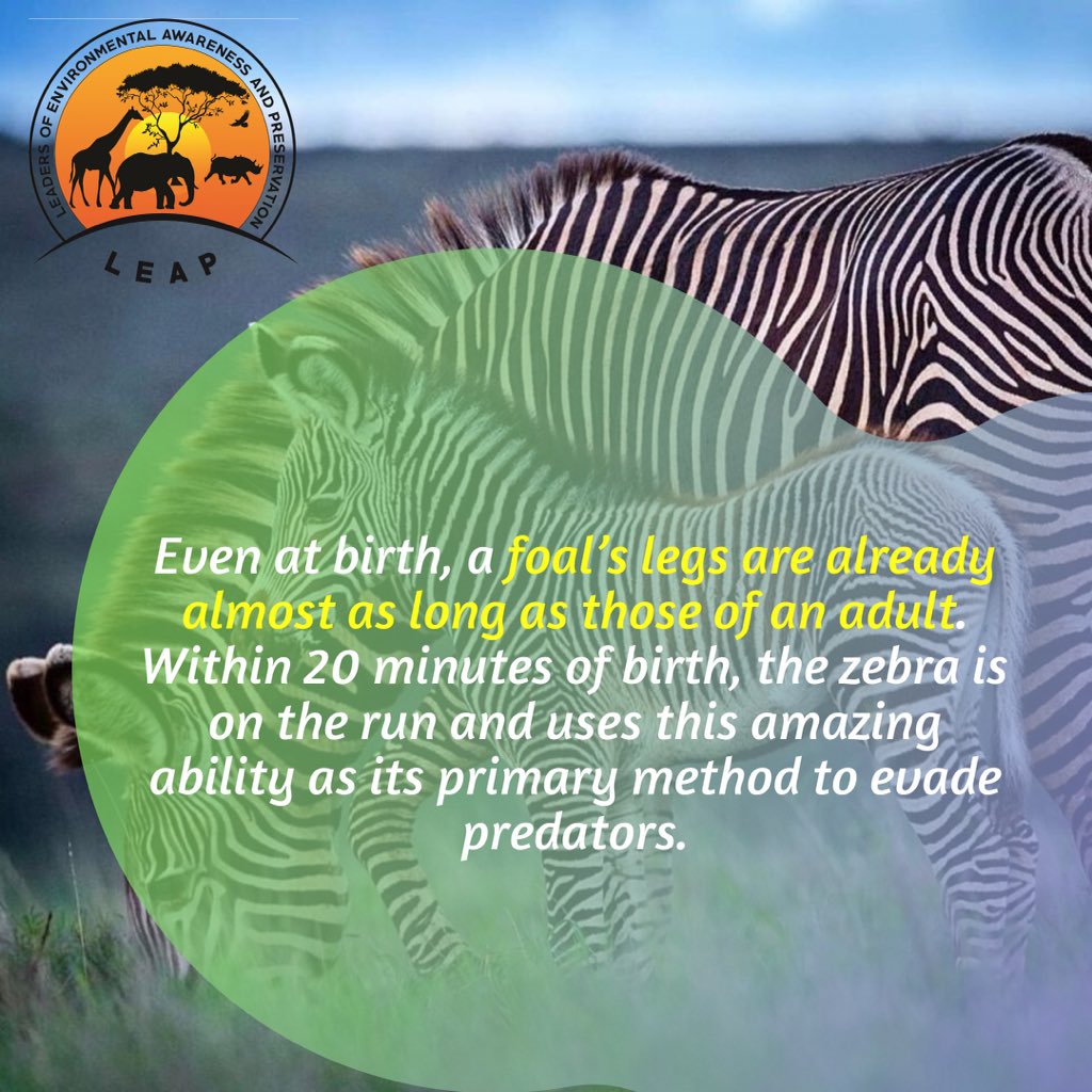 leap_alurw's tweet photo. #internationalzebraday 
Here is to our third day! #didyouknow this cool fact about #zabra 🤔. Follow us for more. Do not forget to Tag your friends who do not know this🙌🏾
#WildlifeWednesday #wildlifephotography #wildlife #conservation https://t.co/6lx9wuJ0VI