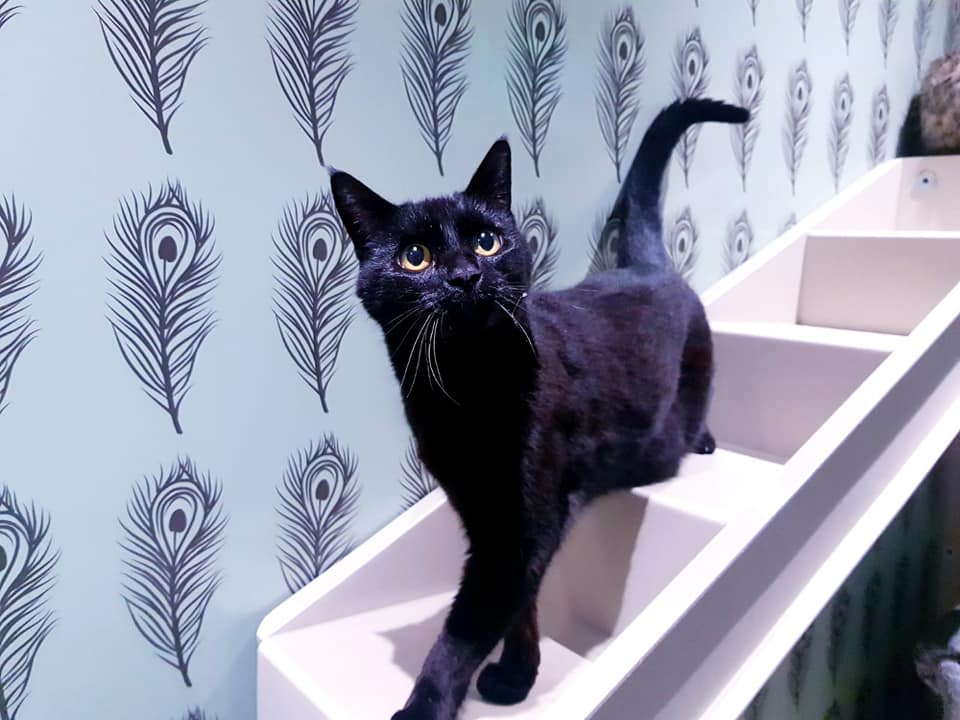 BioClad's tweet image. Approached by a UK Pet Boarding Franchise to design a range of bespoke printed hygienic wall cladding that replicated the look of 'luxury wallpaper'. Here is the end result - a great looking installation.  #cladding #Construction bit.ly/33Hk0ge